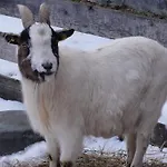Noeglhof 拉德施塔特